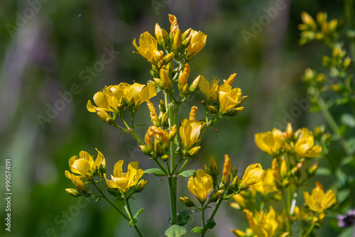 flowers of Saint Johns wort, Hypericum perforatum