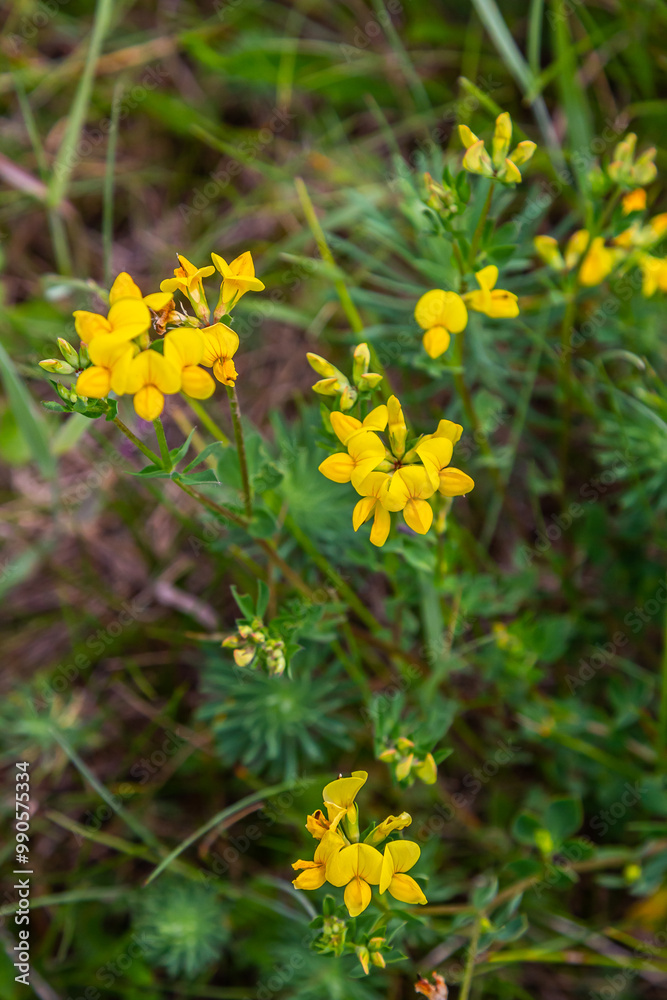 Close up of birds foot trefoil lotus corniculatus flowers in bloom. Beautiful yellow floral background Close up of birds foot trefoil lotus corniculatus flowers in bloom. Beautiful yellow floral background