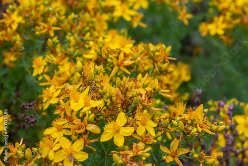 Fotografija flowers of Saint Johns wort, Hypericum perforatum
