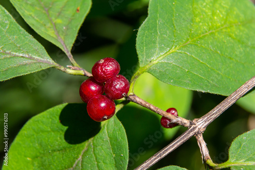 Festive Holiday Honeysuckle Branch with Red Berries Lonicera xylosteum photo