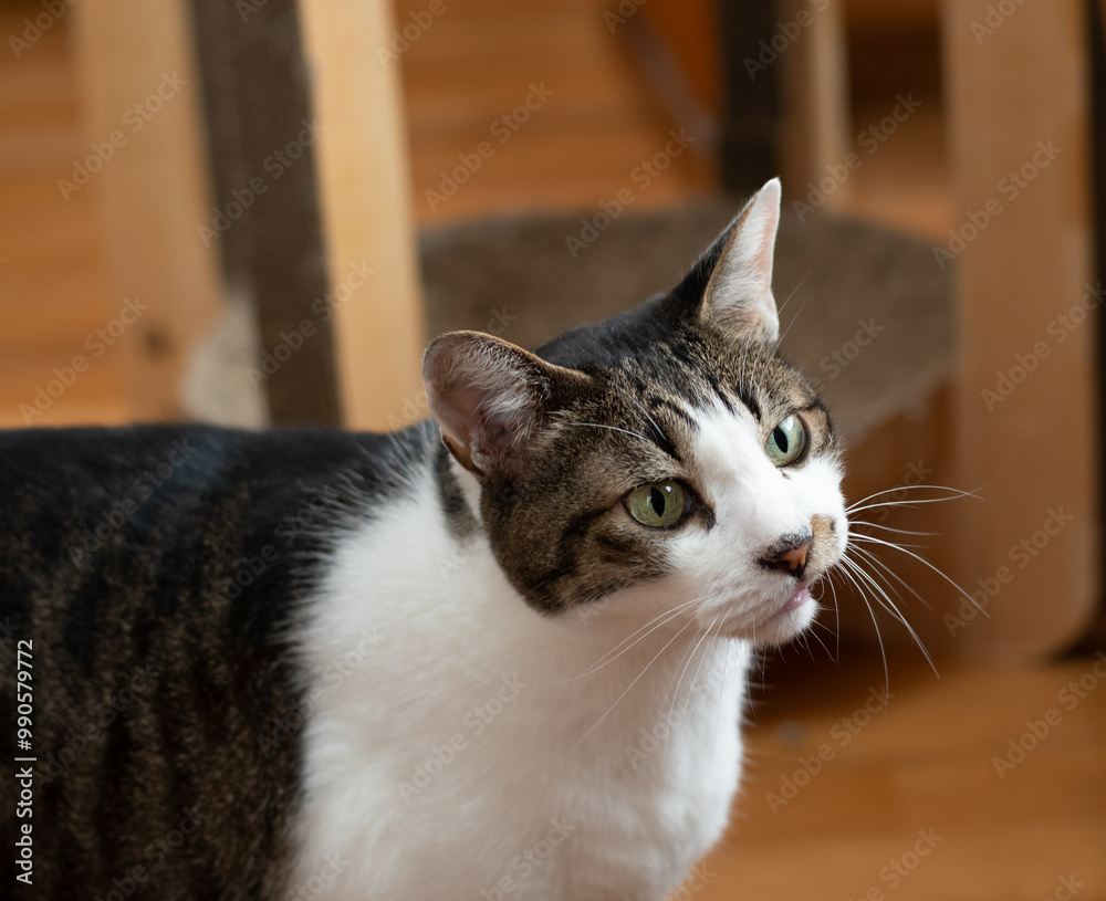 見つめる猫 キジトラ白 見つめる猫 キジトラ白