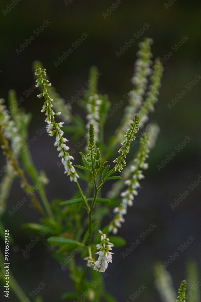 Melilotus albus or honey clover white flowers with green Melilotus albus or honey clover white flowers with green