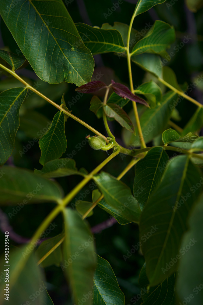 the walnut leaves and buds in harsh light the walnut leaves and buds in harsh light