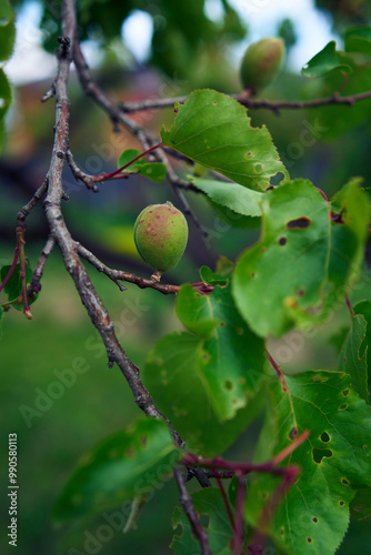 unripe apricot fruits on the tree photo