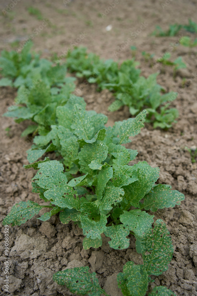 Radish leaves grow in a garden bed at home Radish leaves grow in a garden bed at home