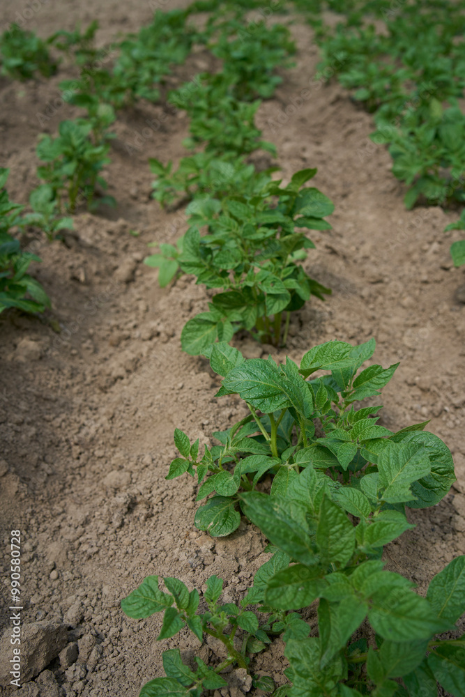  potato bushes grow in open ground