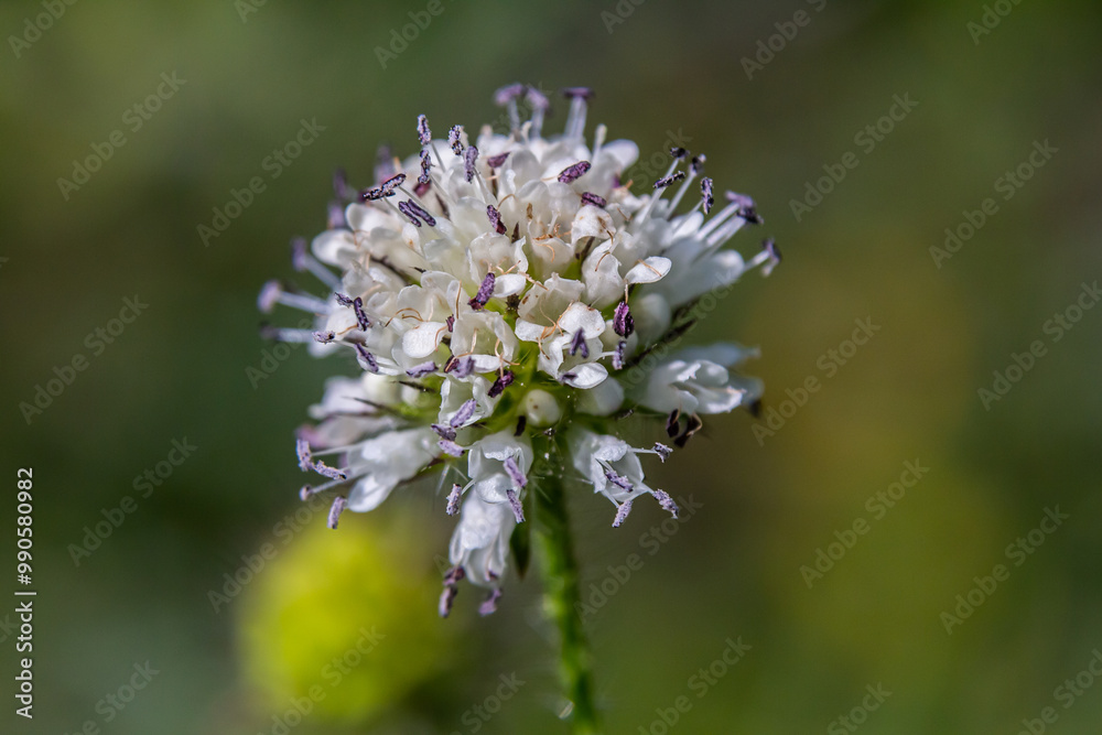 Dipsacus pilosus, Small Teasel. Wild plant shot in summer Dipsacus pilosus, Small Teasel. Wild plant shot in summer