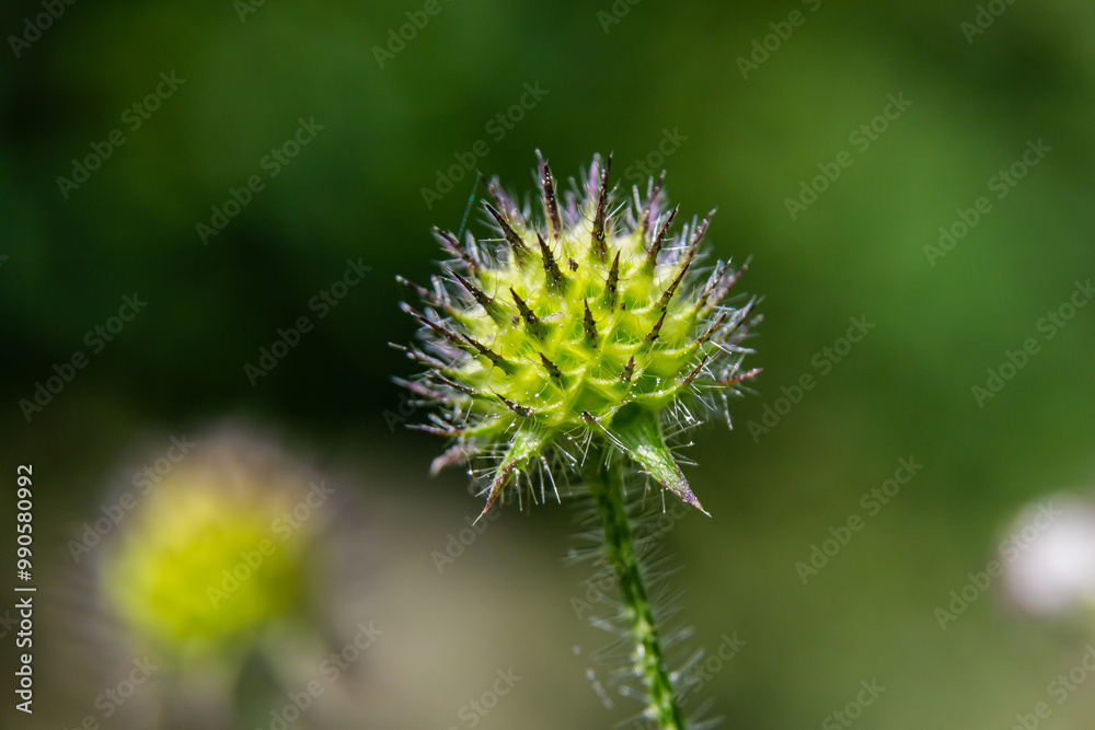 Dipsacus pilosus, Small Teasel. Wild plant shot in summer Dipsacus pilosus, Small Teasel. Wild plant shot in summer