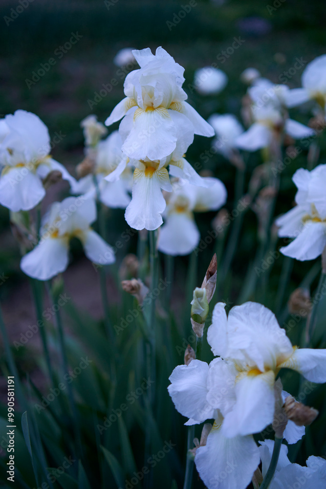 Fototapeta premium the irises grow in the garden in the evening, blue hour