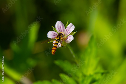 Siberian geranium Geranium sibiricum grows in summer in the wild