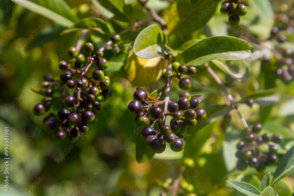 Wild privet or common privet or European privet Ligustrum vulgare fruit and berries isolated on a natural green background Wild privet or common privet or European privet Ligustrum vulgare fruit and berries isolated on a natural green background