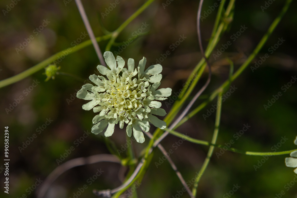 Cream scabious pincushion, Scabiosa ochroleuca, in flower Cream scabious pincushion, Scabiosa ochroleuca, in flower