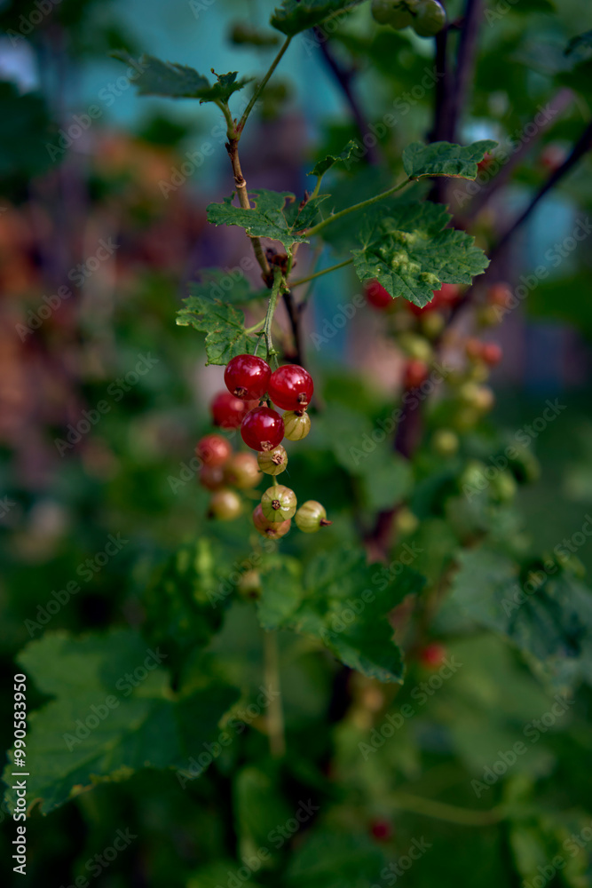unripe red currant berries in the garden unripe red currant berries in the garden