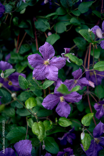 a purple flowers of Clematis viticella creeping on the fence