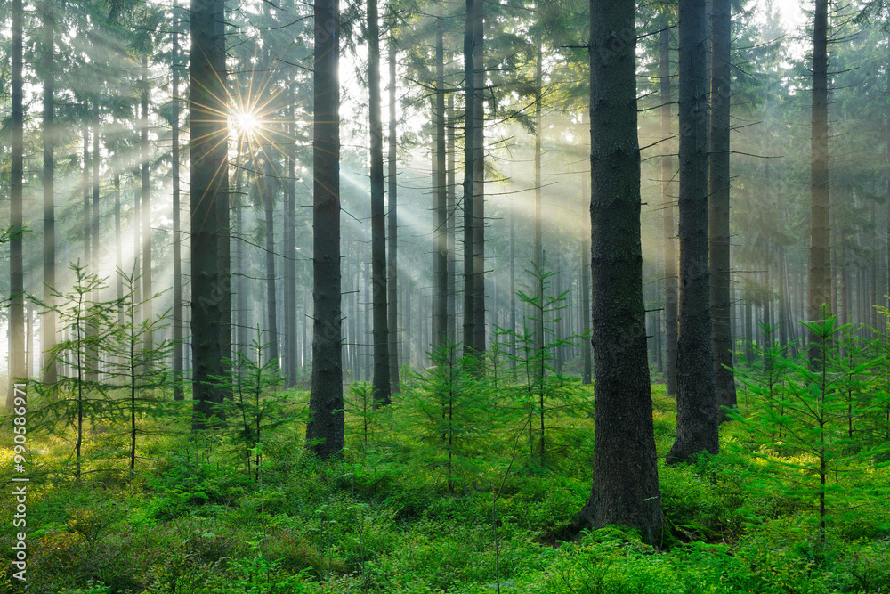Fototapeta premium Spruce Tree Forest with Sunbeams through Morning Fog