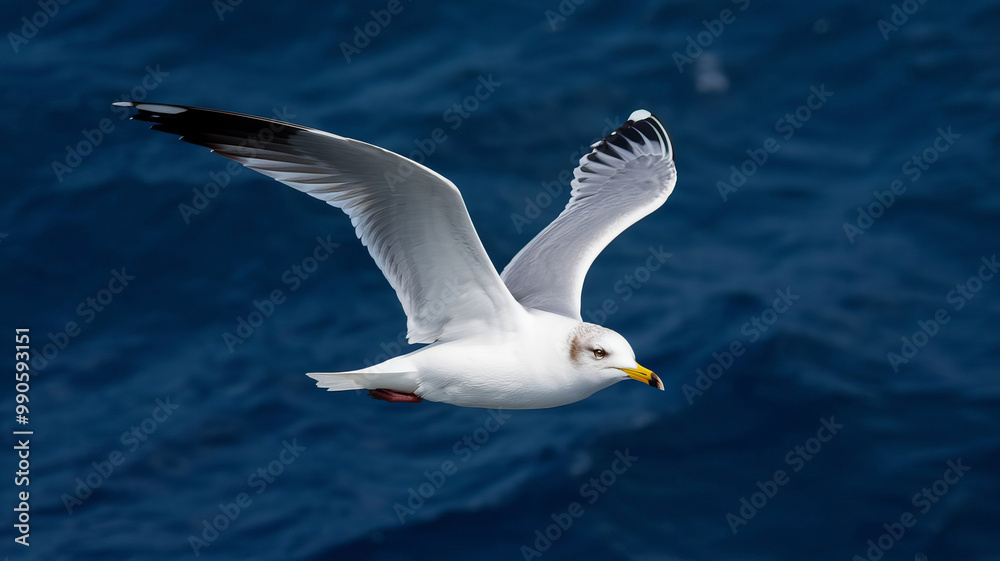 Seagulls surfing the beach Seagulls surfing the beach