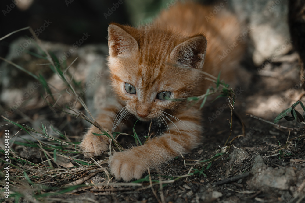 close up portrait of a kitten rude cat close up portrait of a kitten rude cat
