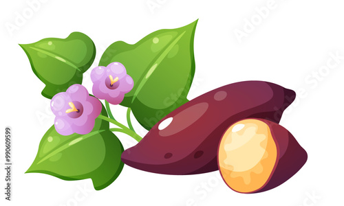 Vector illustration of sweet potato and yam. Set of vegetables in different forms. Yellow vegetable with purple skin in whole form, cut in half, and in circles, foliage and flower of sweet potato.