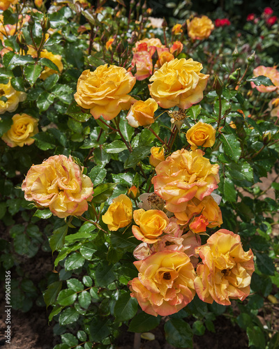Rose Bright Smiles. Exquisite varieties of roses