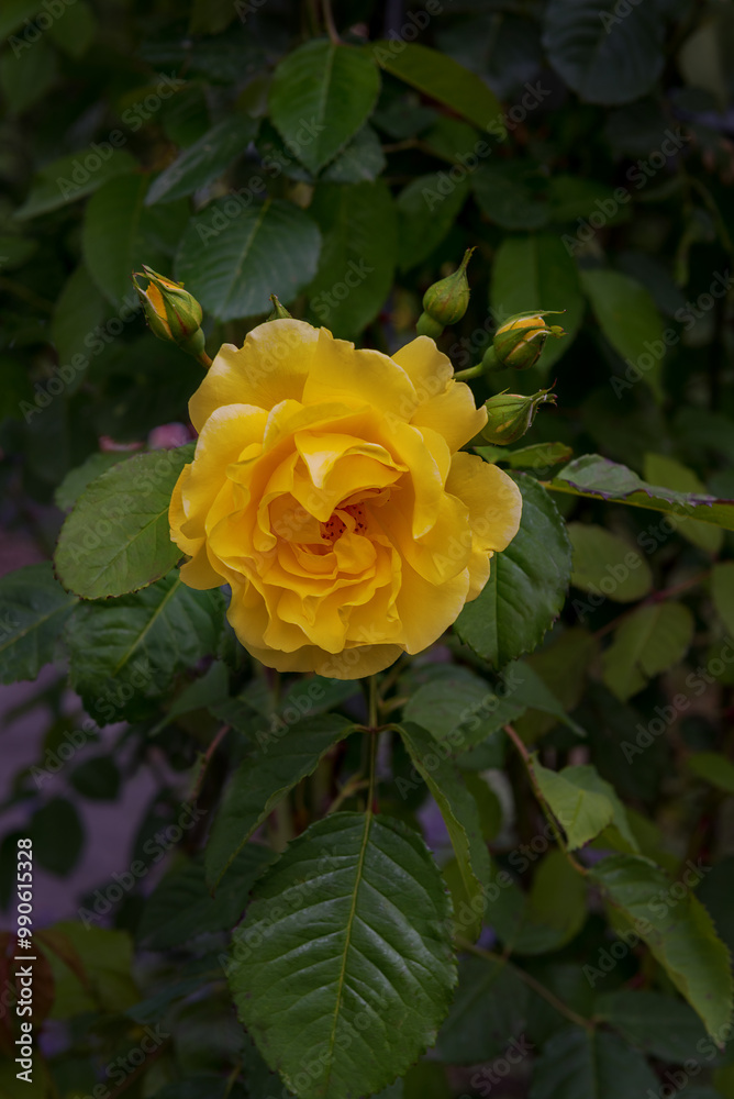 Rose Golden Gate, the most robust yellow climbing rose Rose Golden Gate, the most robust yellow climbing rose