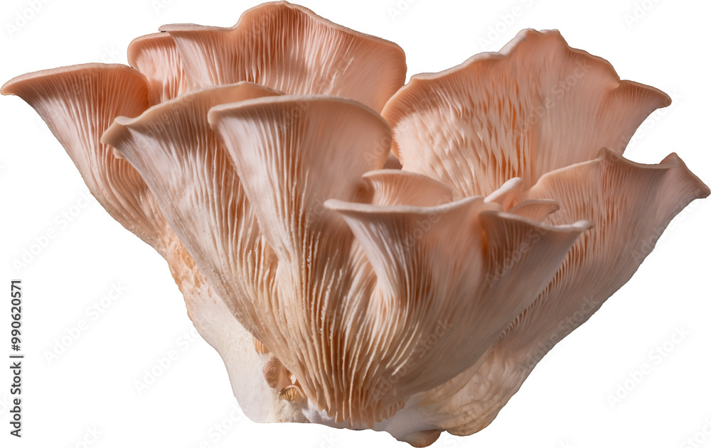 Isolated pink oyster mushroom cut out on white background.