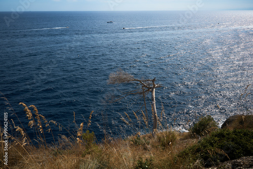 a withered tree on the edge of a hill near the mediterranean sea with sailing yachts