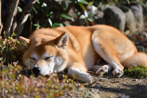 Relaxed shiba inu dog sleeping peacefully in a sunny garden setting AI