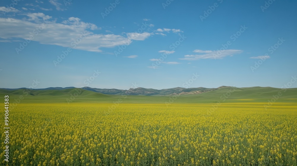 Expansive canola field blooming under a blue sky with rolling hills in the distance Expansive canola field blooming under a blue sky with rolling hills in the distance