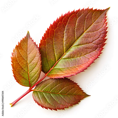 leavesleaf, autumn, leaves, nature, tree, fall, isolated, yellow, plant, season, green, red, color, foliage, white, branch, orange, forest, macro, brown, botany, bright, october, close-up, maple photo