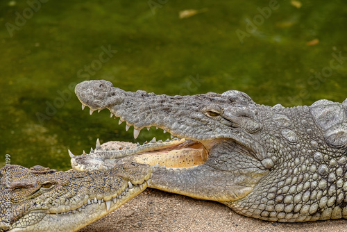Obraz na płótnie Crocodile Crocodylus moreletii in the zoo, Izmir Wildlife Park. Türkiye. w salonie