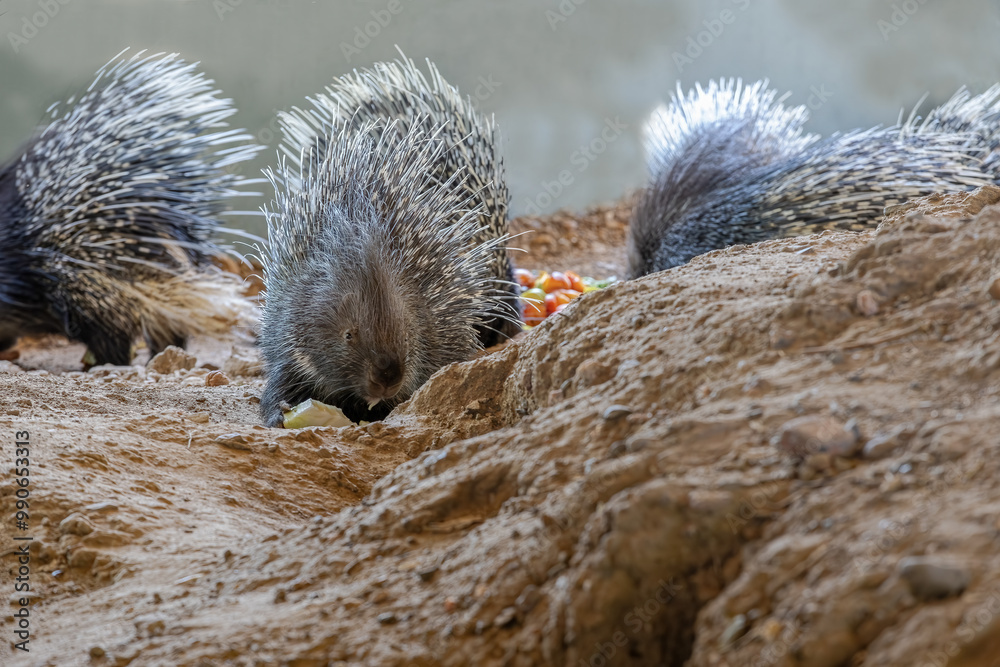 Porcupines are large rodents with coats of sharp spines, or quills, that protect them against predation. (Hedgehog).Natural life park, Izmir.