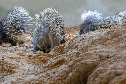 Obraz na płótnie Porcupines are large rodents with coats of sharp spines, or quills, that protect them against predation. (Hedgehog).Natural life park, Izmir. w salonie