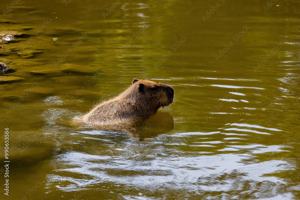 Capybara (Hydrochoerus hydrochaeris) is the largest rodent in the world.