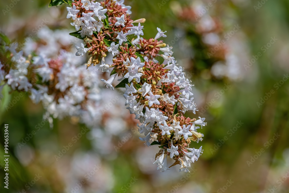 Abelia (AbeliaGrandiflora) blooms throughout the autumn and summer months and can grow up to 1 meter.