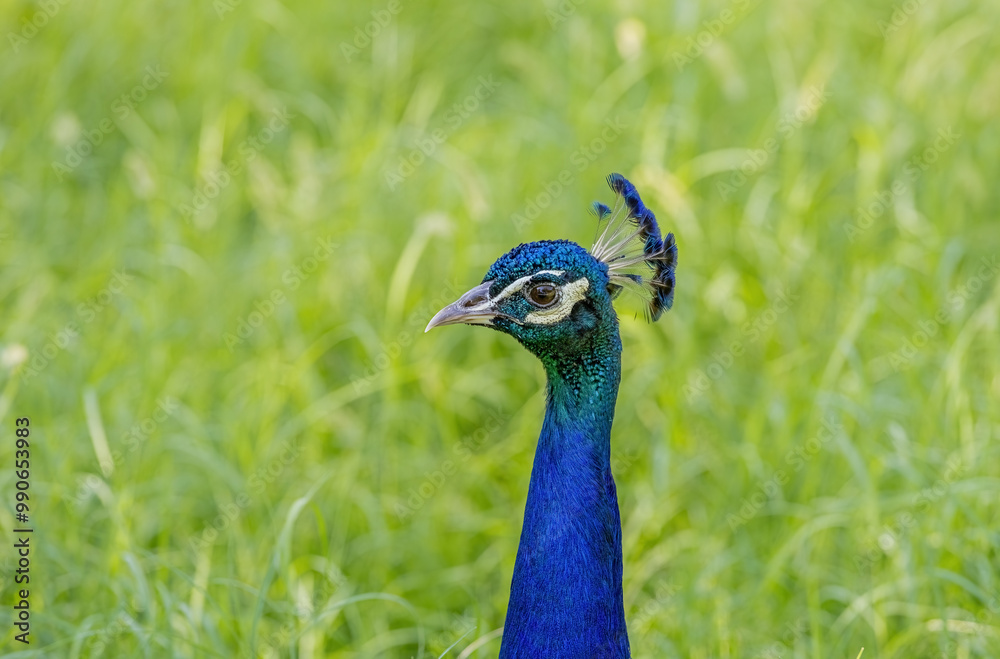 Peacock, close-up. Izmir wildlife park. Türkiye. Peacock, close-up. Izmir wildlife park. Türkiye.