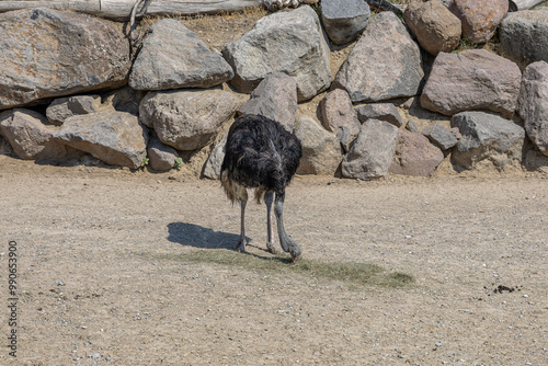 Obraz na płótnie Ostriches are large flightless birds. Izmir Wildlife Park, Izmir. w salonie