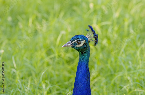 Obraz na płótnie Peacock, close-up. Izmir wildlife park. Türkiye. w salonie