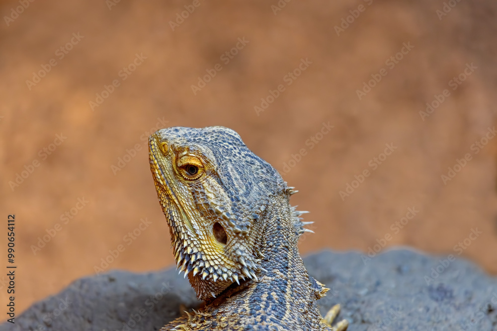 Close-up of Bearded Dragon. Wildlife park, Izmir, Türkiye.