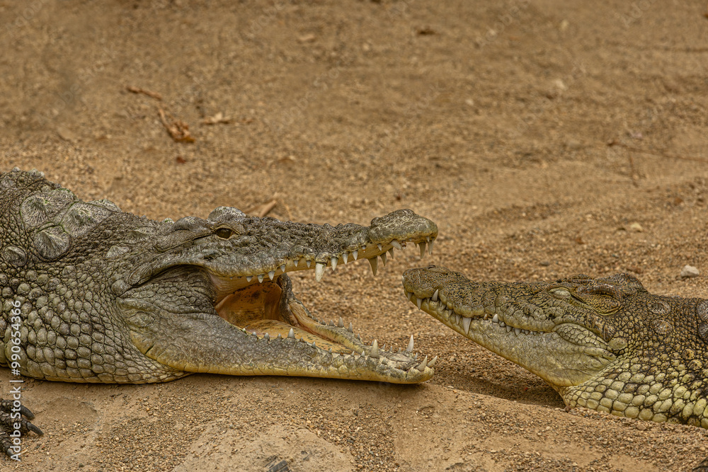 Crocodile Crocodylus moreletii in the zoo, Izmir Wildlife Park. Türkiye. Crocodile Crocodylus moreletii in the zoo, Izmir Wildlife Park. Türkiye.