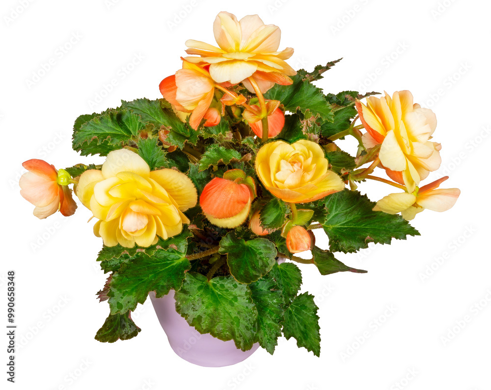 Isolated potted begonia flower