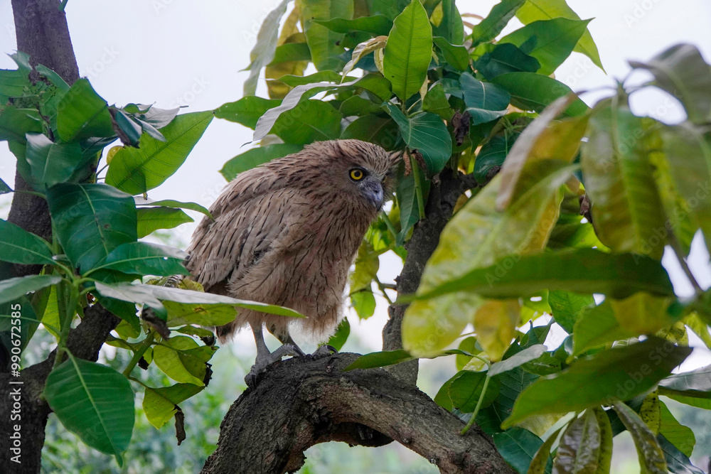 Buffy Fish Owl (Ketupa ketupu) chick at dawn resting on tree branch