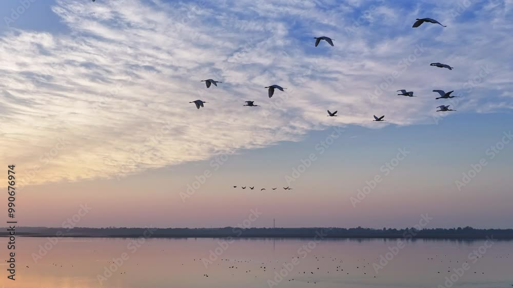 Migratory birds in winter, sunset at Poyang Lake in Jiangxi Migratory birds in winter, sunset at Poyang Lake in Jiangxi
