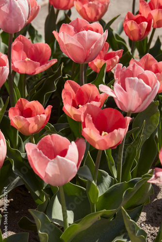 Tulip Salmon Eijk, pink flowers in spring sunlight photo