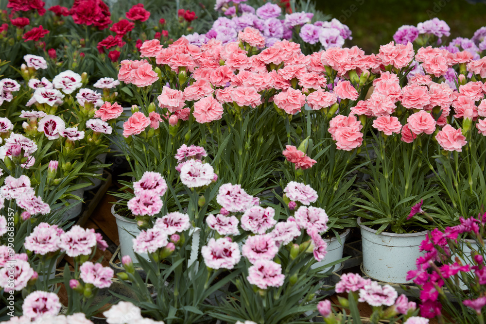 Dianthus, carnation plants with flowers in various colors in vases Dianthus, carnation plants with flowers in various colors in vases