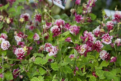 Aquilegia vulgaris, columbine winky double red white plants with flowers photo