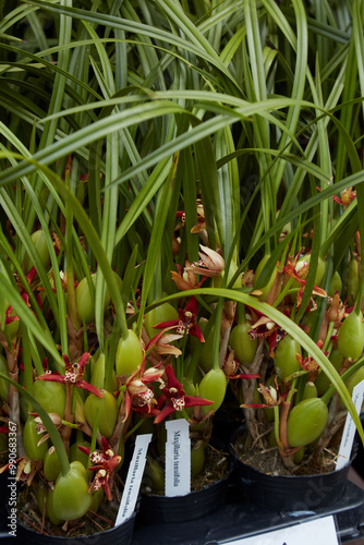 Maxillaria tenuifolia or coconut pie orchid in vases photo