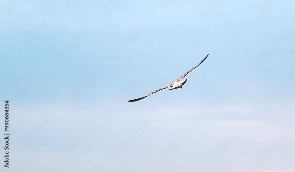 Seagull Flying In The Pink Dusk Sky, Floating on Open Wings Seagull Flying In The Pink Dusk Sky, Floating on Open Wings