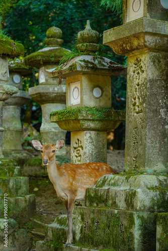 deer in the Nara park, Kasuga Taisha, Japan