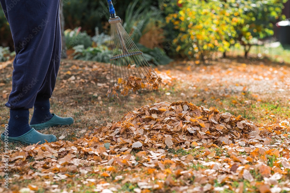 A bunch of autumn leaves and a woman is doing a general cleaning in the garden. In autumn, people clean the lawn of dry leaves. Gardening. Garden cleaning. A bunch of autumn leaves and a woman is doing a general cleaning in the garden. In autumn, people clean the lawn of dry leaves. Gardening. Garden cleaning.