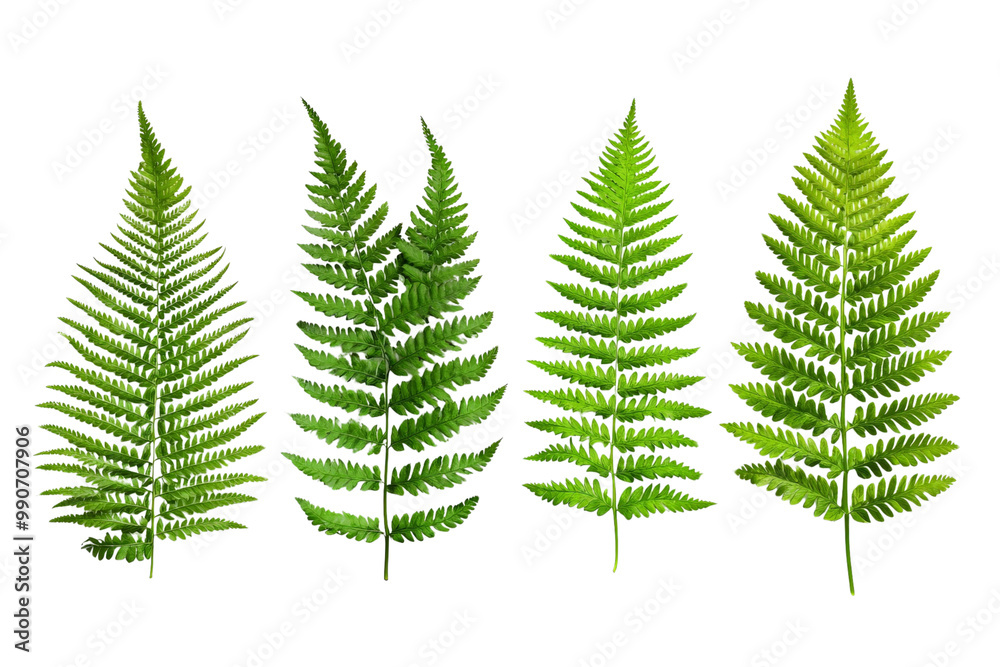 Obraz premium A set of vibrant green fern leaves in various sizes, isolated on a transparent background, PNG file.